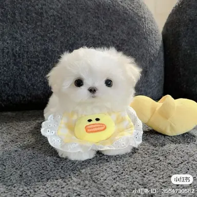 Profile image of 강여상