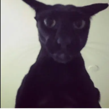 Profile image of Evil Larry