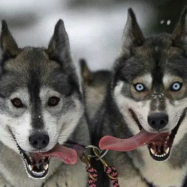 Profile image of 레오 에이스