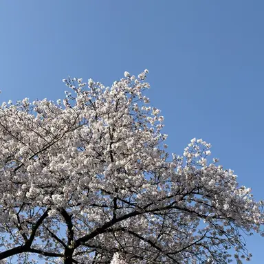 Profile image of 日帝