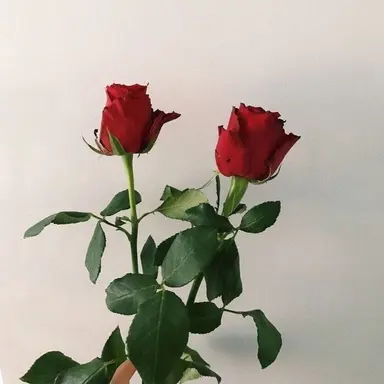 Profile image of 임유연