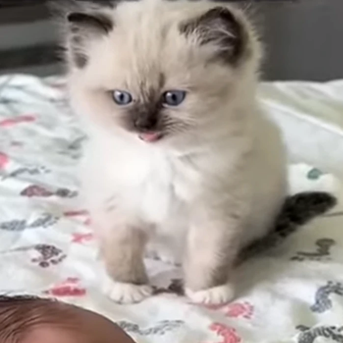 평학