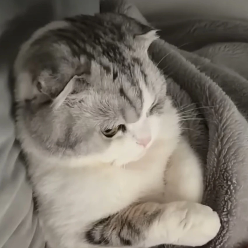 고양이 체리