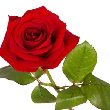 Profile image of 라더