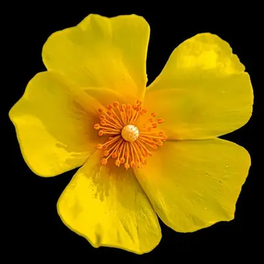 Profile image of 각별