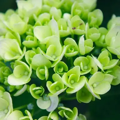 Profile image of 공룡