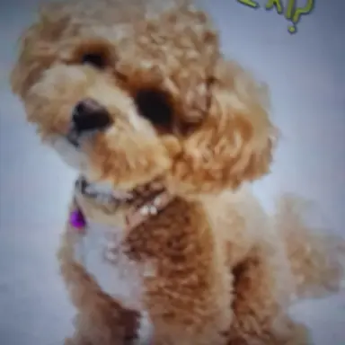 Profile image of 토리