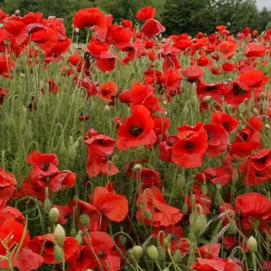 Profile image of 오필리아