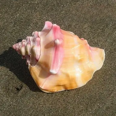 Profile image of Piggy