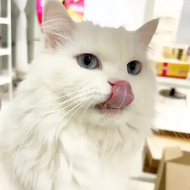 Profile image of 크림