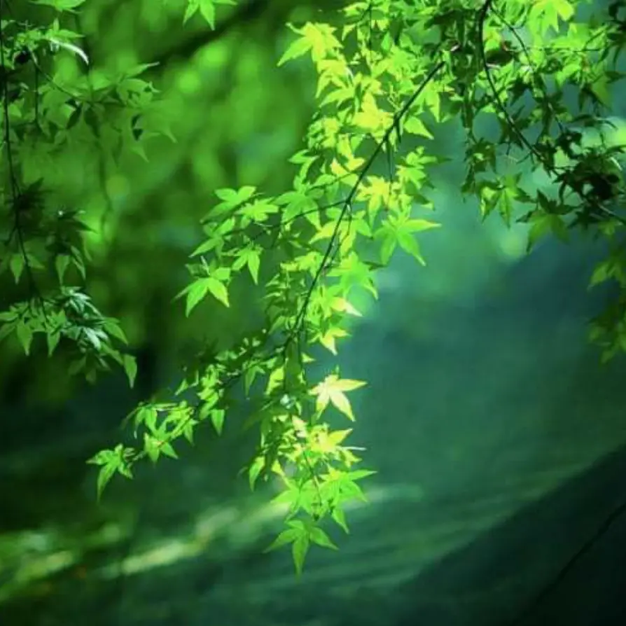 Tanukinosyo의 클론과 제작자.1