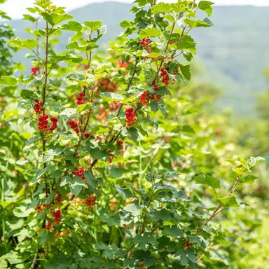 Profile image of 츠츠미