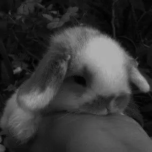 Profile image of 홍루