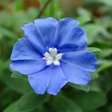 Profile image of 狐