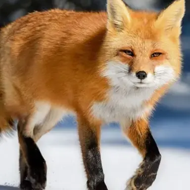 Profile image of 여우