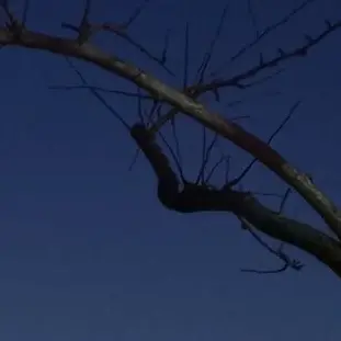 1030.의 우리 고양이 관찰하기.