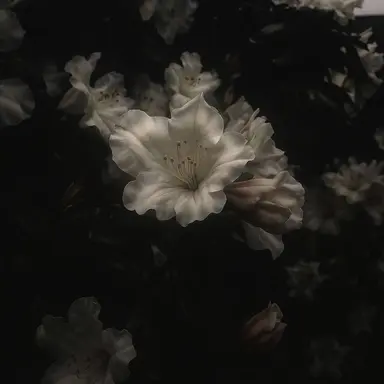 Profile image of 정 공룡