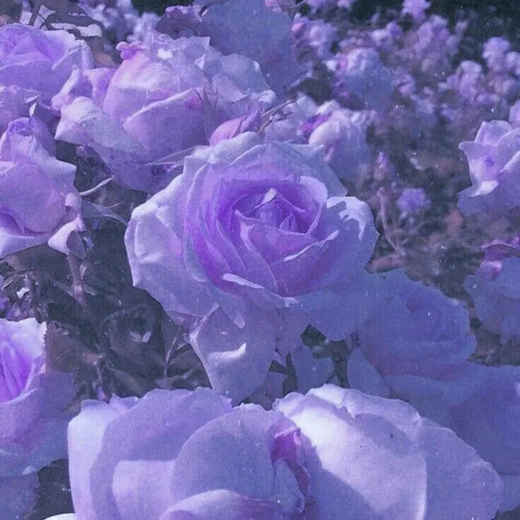 H1karabita_n1nz1n의 倦み疲れ