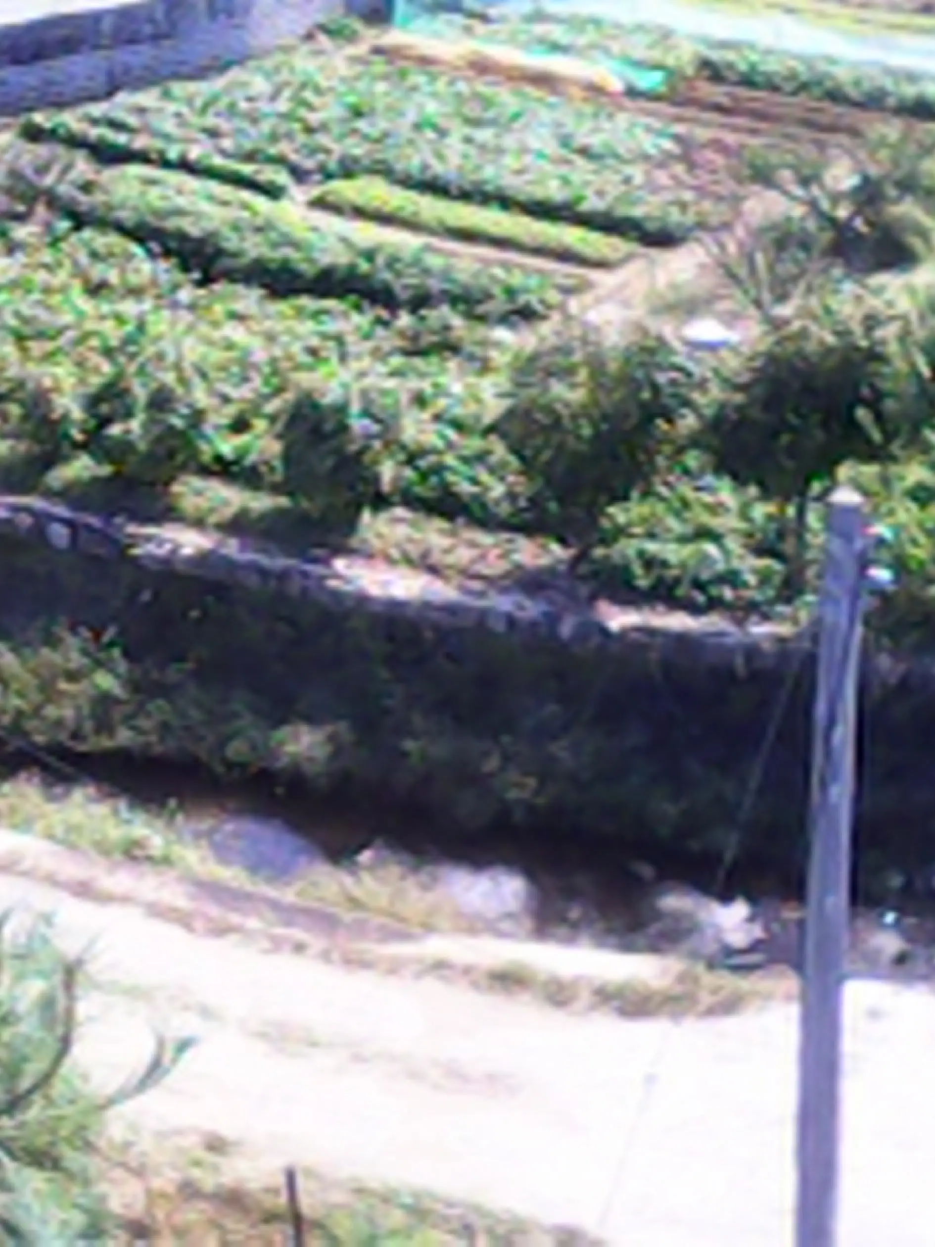 aggress1ve_p1nk의 신의 사랑