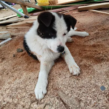 Profile image of 바둑이라고 지어줌ㅎ