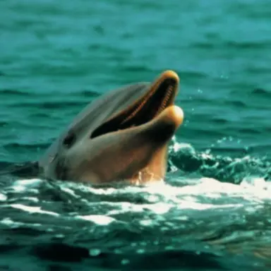 Profile image of Flipper