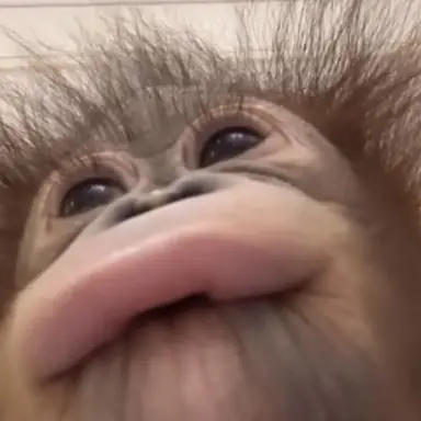 Profile image of 여우