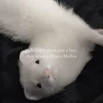 Tomisbest의 드레이코 말포이