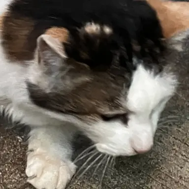 Profile image of 麻琴