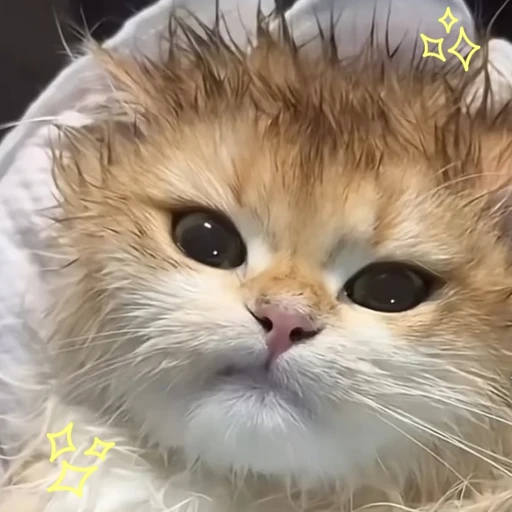 김모카