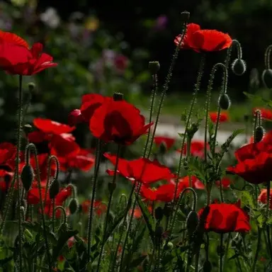 Profile image of 플래그