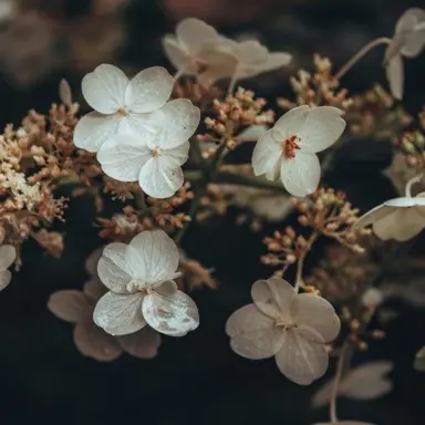 Profile image of 행크