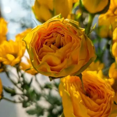 Profile image of 쪼만