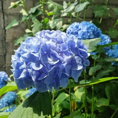 Profile image of 파이브