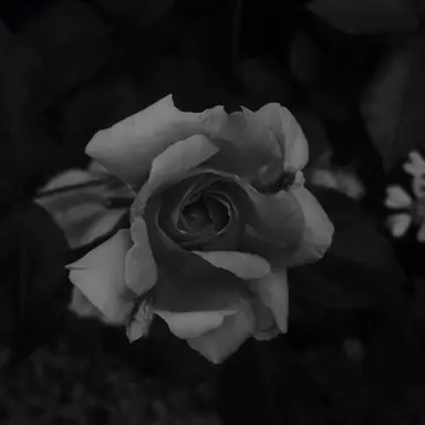 Profile image of 우융