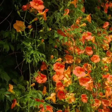 Profile image of 코마