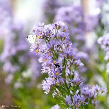 Profile image of 애저