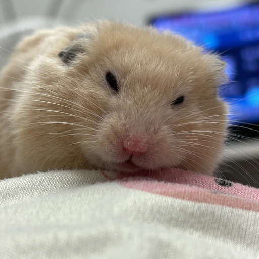 햄스터