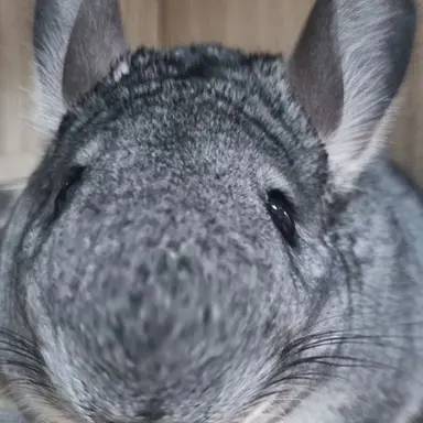 Profile image of 멜로우