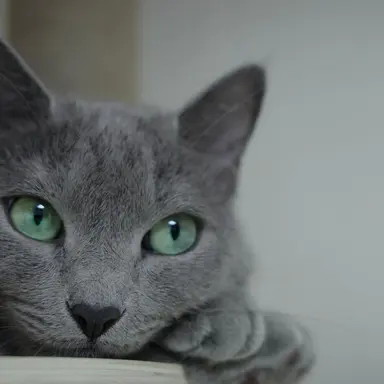 Profile image of 루나