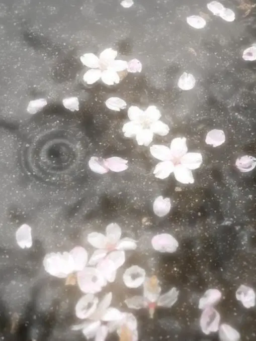 0002580의 桜が似合わない2人