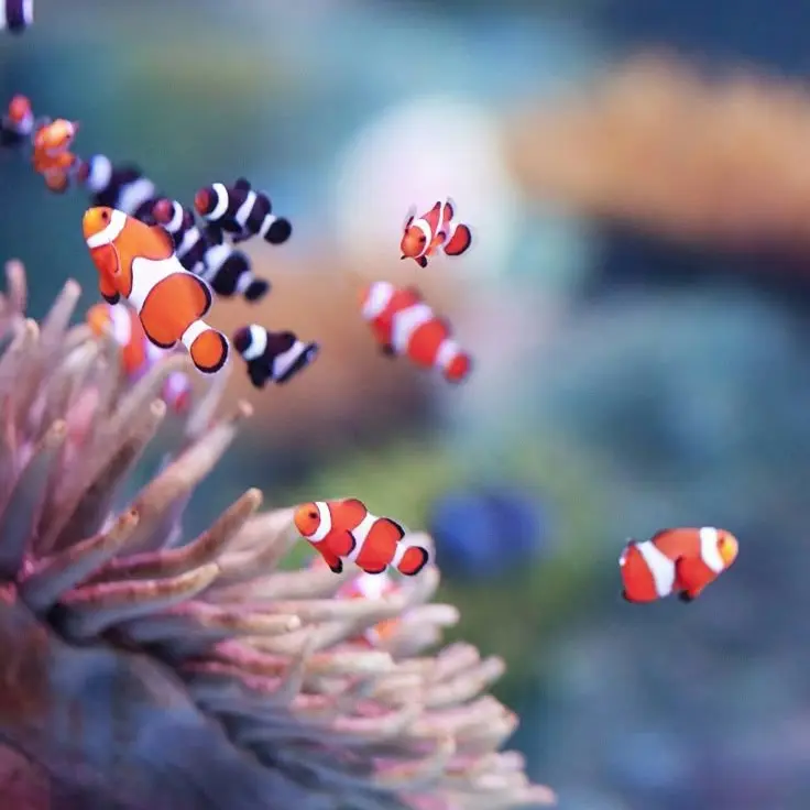 linnnn_tm0126의 캣