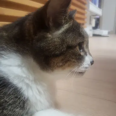 Profile image of 백현수