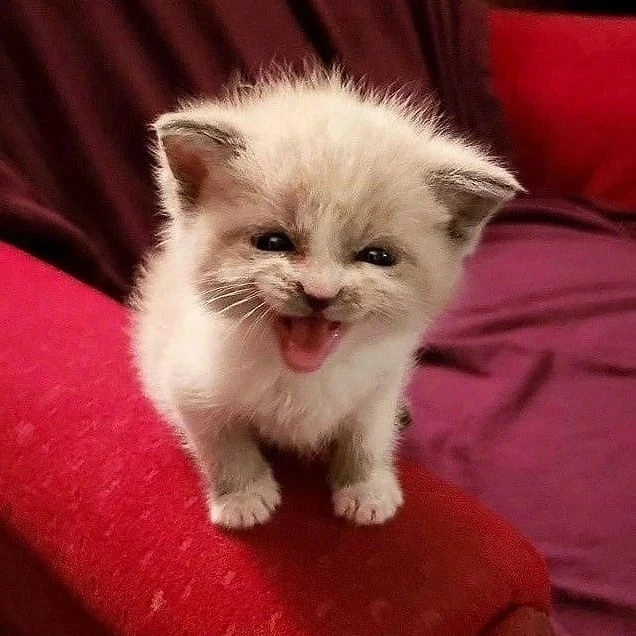 길 고양이