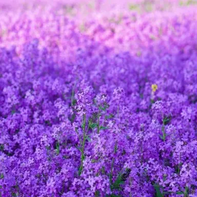 Profile image of 조지아 크램프