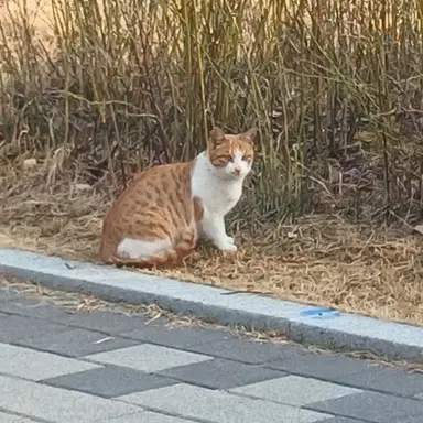 Profile image of 여우