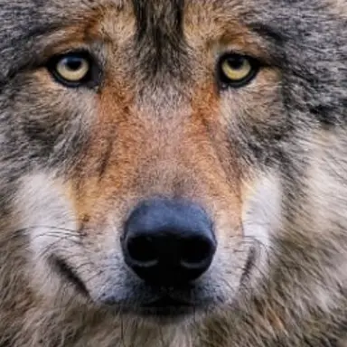 Profile image of 늑대