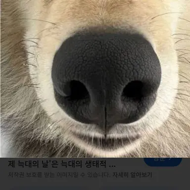 Profile image of 늑대