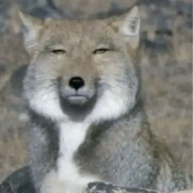 Profile image of Fox