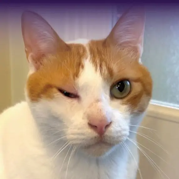 JuicyFiles0283의 ニャンチューバー　〜いつもの生活編〜