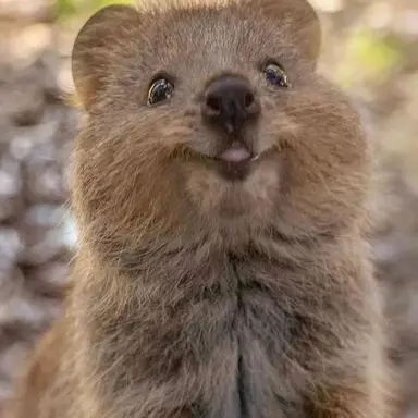 Profile image of 한세진